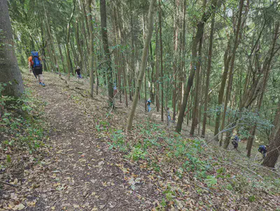 people hiking in the forrest