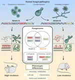 New review: Unraveling the diversity and virulence of human fungal pathogens through pangenomics