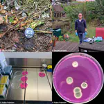 A hot project on the environmental lifestyle of Aspergillus fumigatus