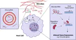 RNA: DNA triplexes: a mechanism for epigenetic communication between hosts and microbes?